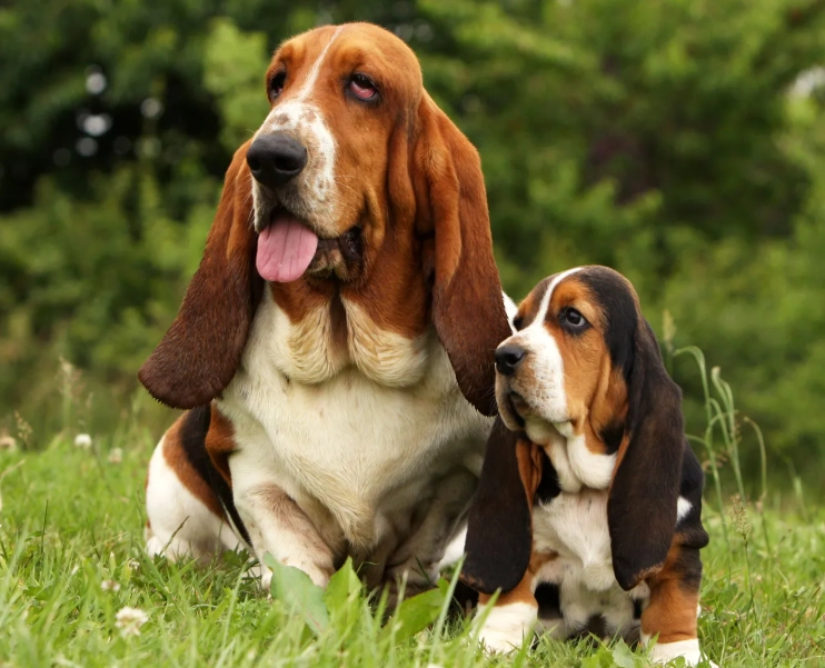 types of basset hounds types of basset hounds