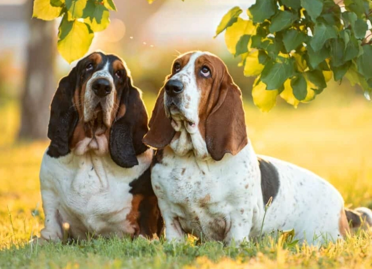 What are the 4 types of basset Hounds?