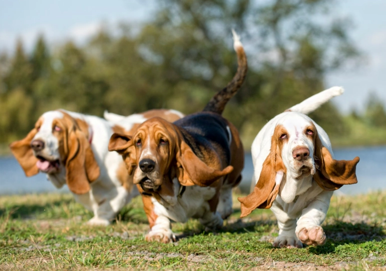 basset hound breed standard basset hound breed standard