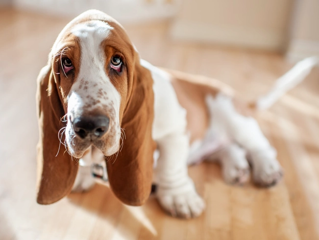 basset hound colors and markings basset hound colors and markings