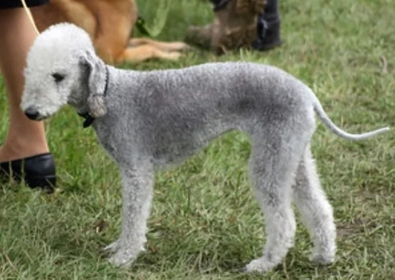 Bedlington Terrier size