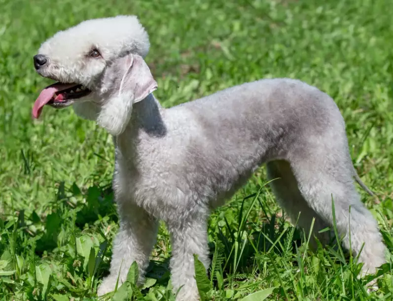 Bedlington Terrier care Bedlington Terrier care
