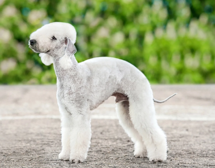 Bedlington Terrier barking Bedlington Terrier barking