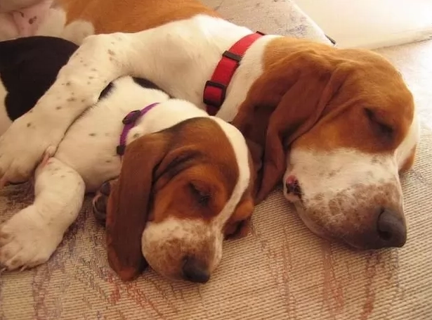 are basset hounds affectionate