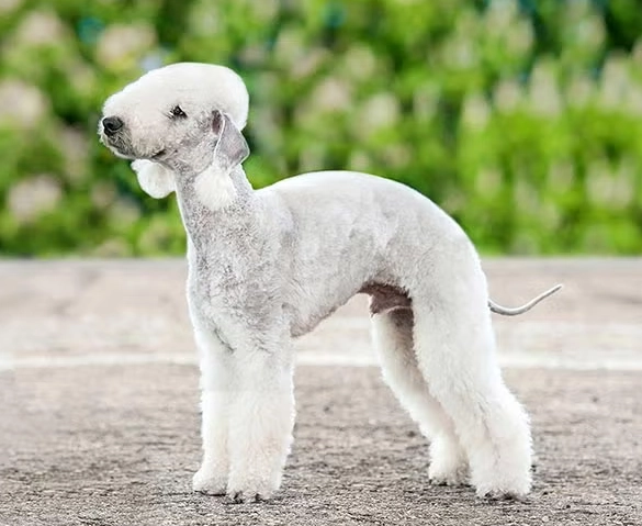 Bedlington Terrier grooming
