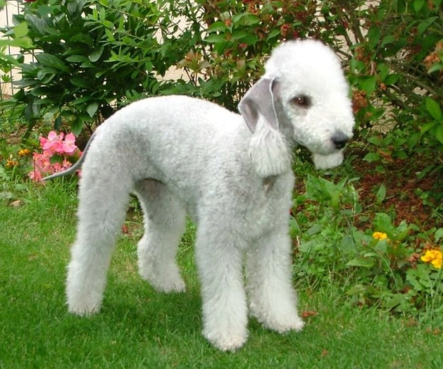 terrier exercise needs