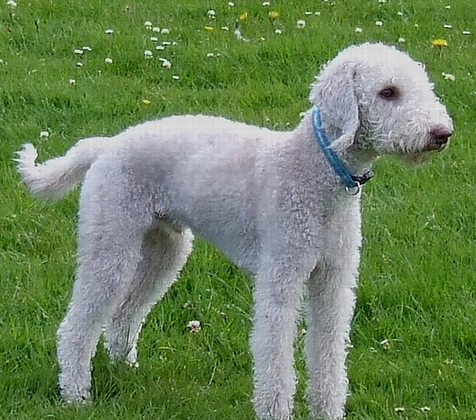 Bedlington Terrier weight range