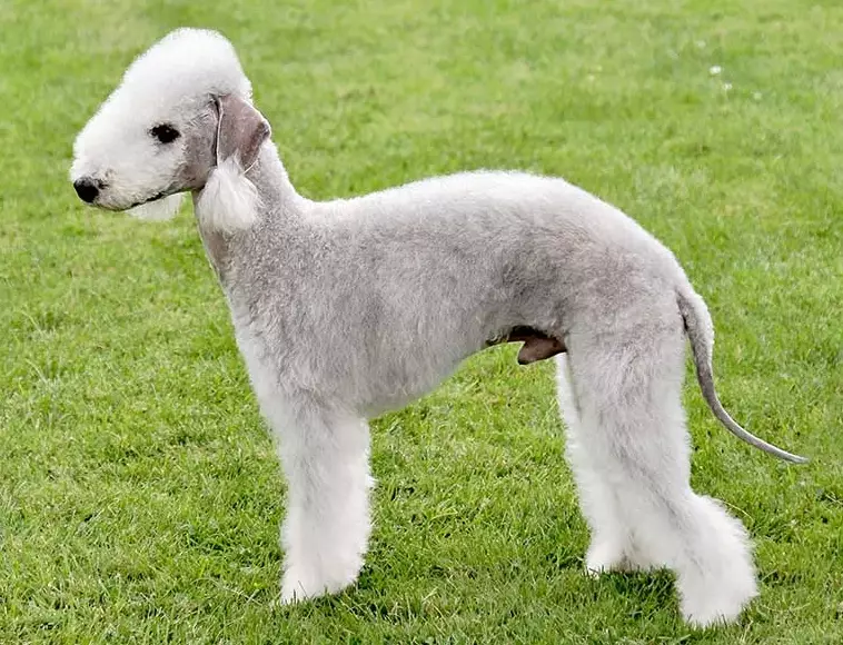 Bedlington Terrier temperament Bedlington Terrier temperament