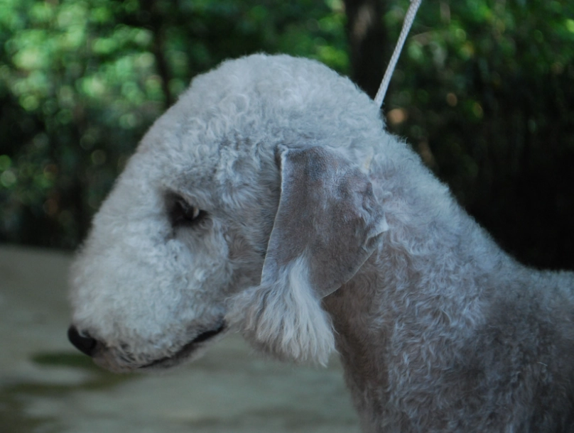 Bedlington Terrier temperament Bedlington Terrier temperament