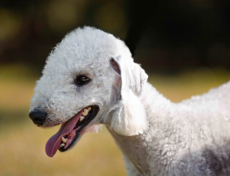 Bedlington Terrier coat care Bedlington Terrier coat care
