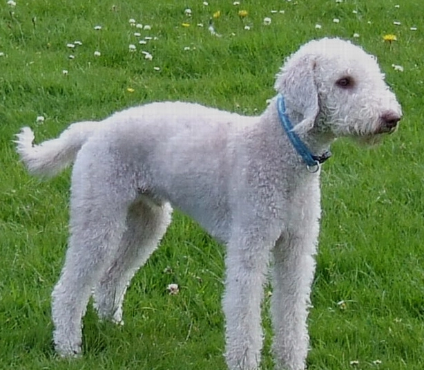 Bedlington Terrier good pet Bedlington Terrier good pet