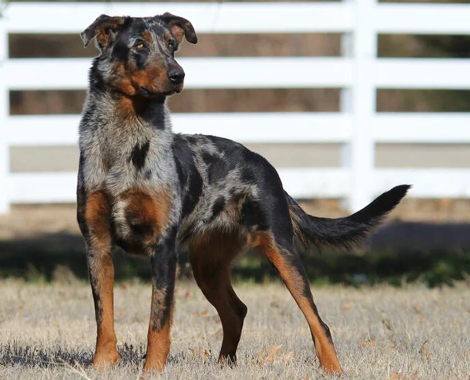 Beauceron harlequin