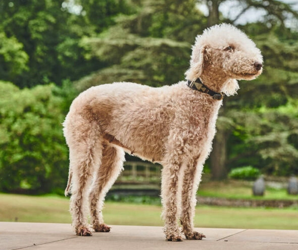 do Bedlingtons bark a lot do Bedlingtons bark a lot