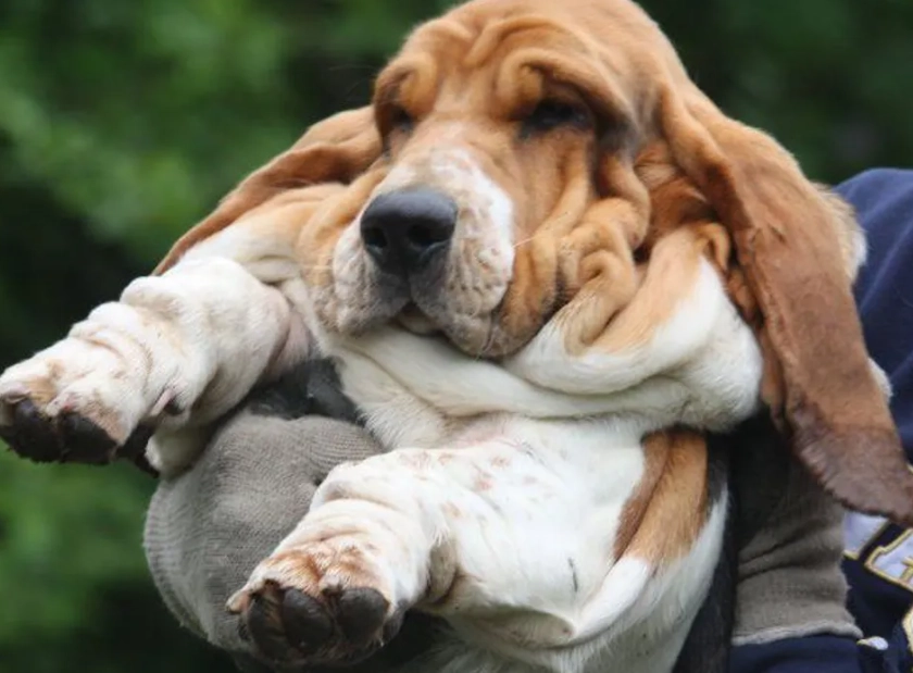 Do basset Hounds like to cuddle?