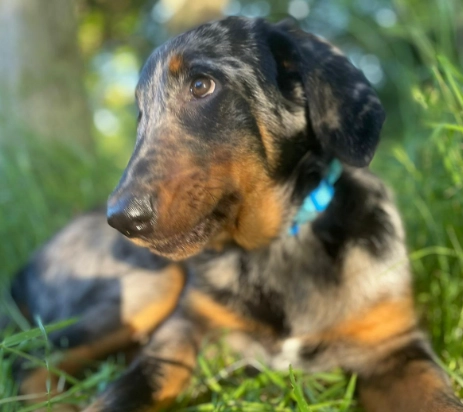 harlequin dog coat genetics harlequin dog coat genetics