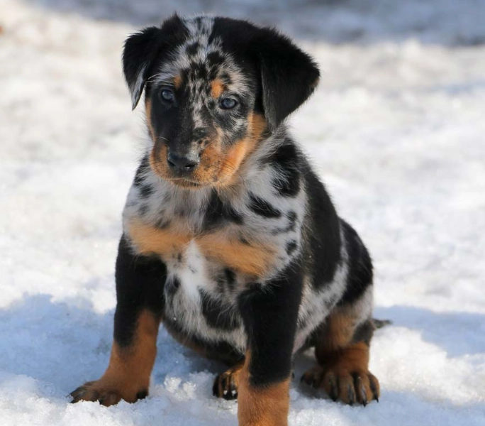 harlequin Beauceron health issues harlequin Beauceron health issues