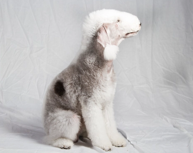 Bedlington Terrier temperament Bedlington Terrier temperament