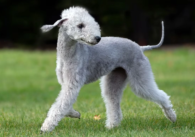 Bedlington Terrier barking Bedlington Terrier barking