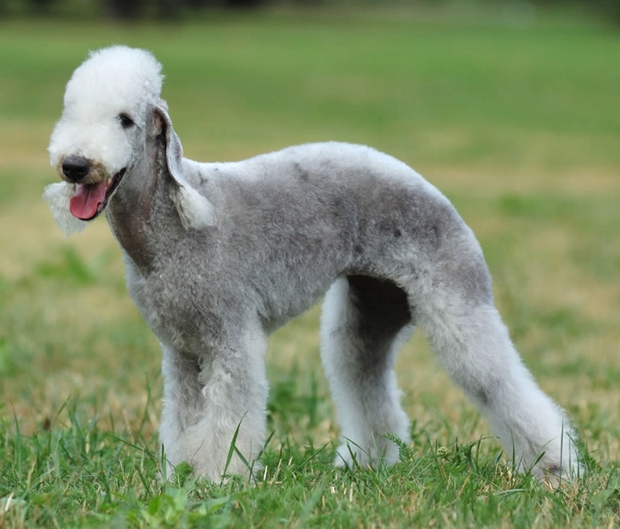 Bedlington Terrier growth chart