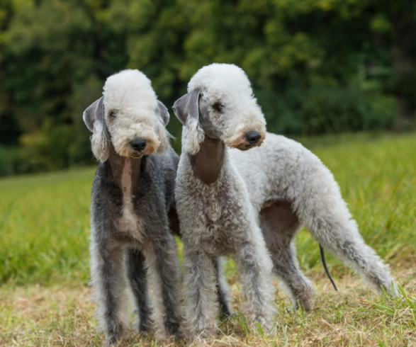 Bedlington Terrier temperament Bedlington Terrier temperament