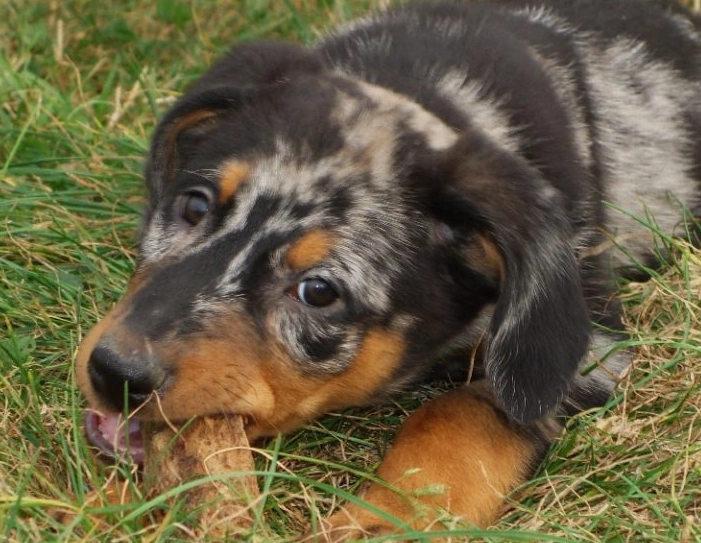 harlequin Beauceron health issues harlequin Beauceron health issues