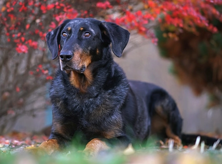 harlequin dog coat genetics harlequin dog coat genetics