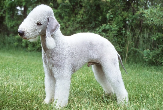Bedlington Terrier good pet Bedlington Terrier good pet