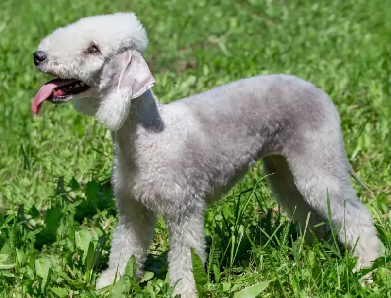 Bedlington Terrier grooming