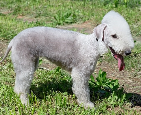 Is a Bedlington Terrier a good pet?