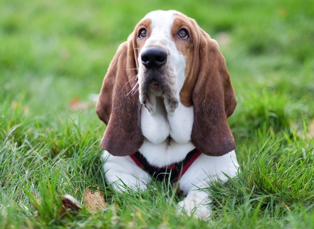 basset hound breed standard basset hound breed standard