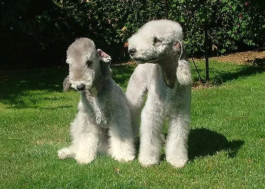 Bedlington Terrier weight range