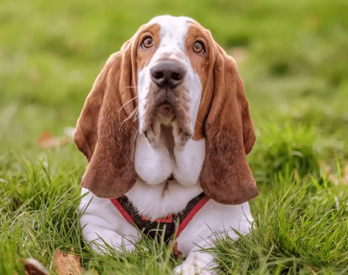 basset hound temperament