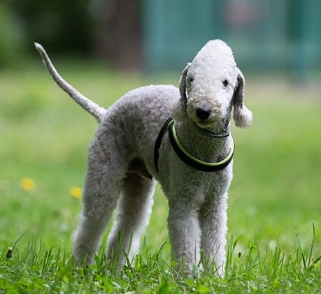 Bedlington Terrier growth chart