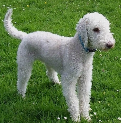 Bedlington Terrier coat care Bedlington Terrier coat care