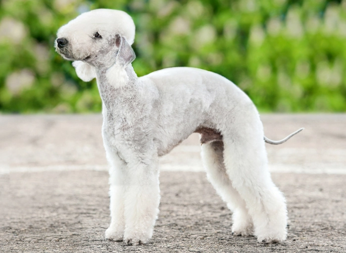 Bedlington Terrier grooming Bedlington Terrier grooming