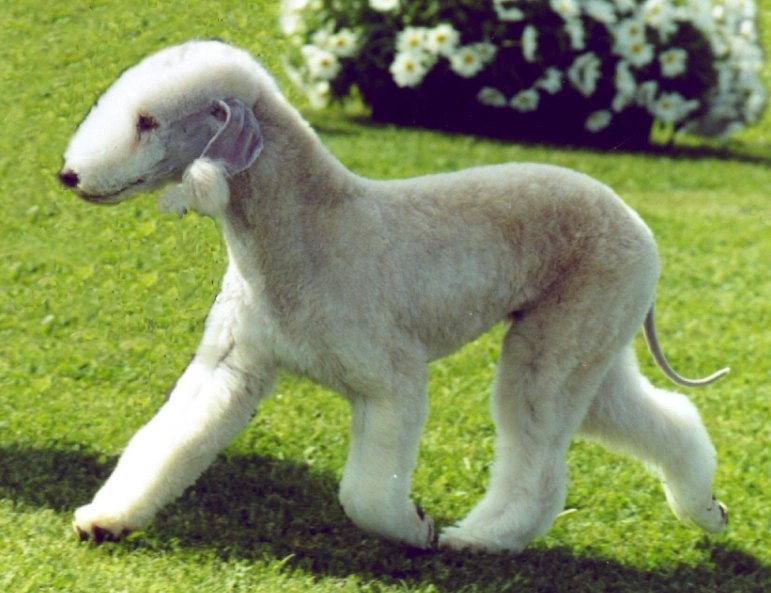 Bedlington Terrier grooming Bedlington Terrier grooming