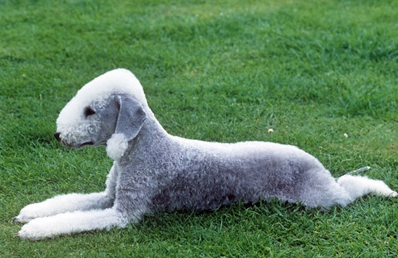 do Bedlingtons bark a lot do Bedlingtons bark a lot