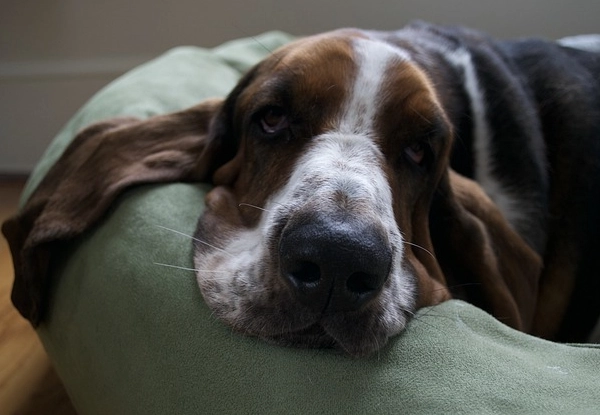 are basset hounds affectionate