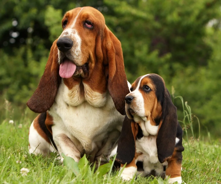 basset hound temperament