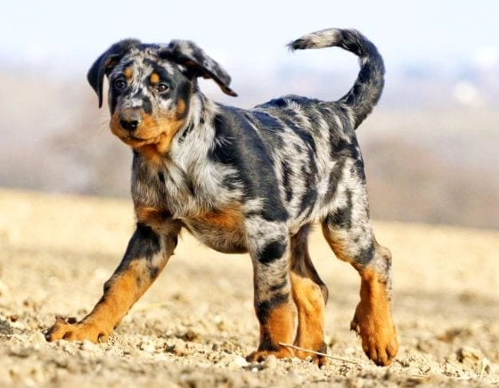 harlequin dog coat genetics harlequin dog coat genetics