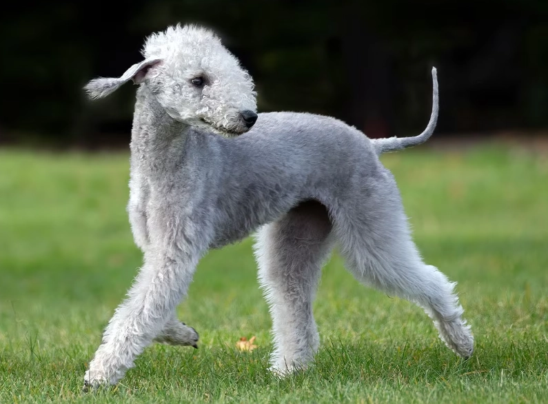 terrier exercise needs