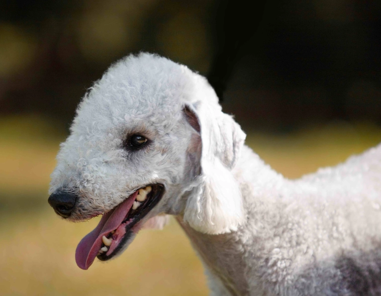 Are Bedlington Terriers high maintenance?