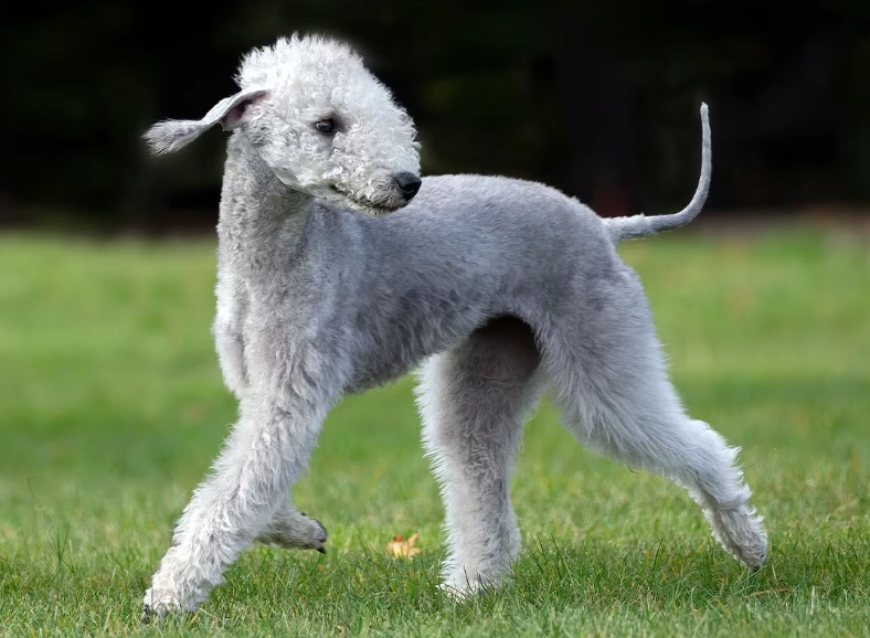 Bedlington Terrier growth chart
