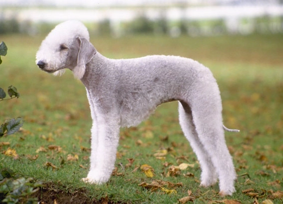 Bedlington Terrier puppy