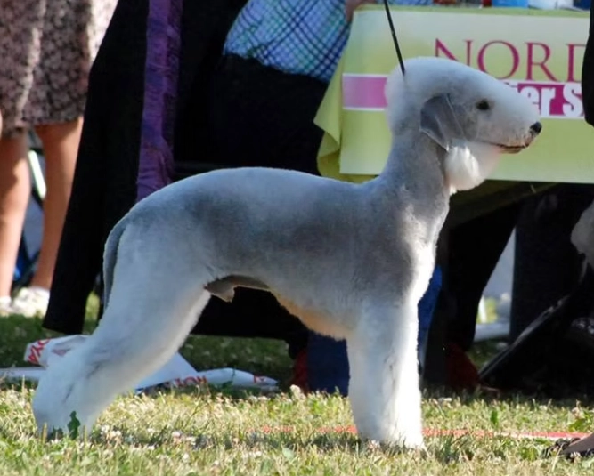 Bedlington Terrier color genetics
