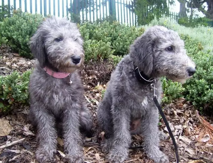 Bedlington Terrier grooming Bedlington Terrier grooming