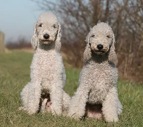 hypoallergenic dog breeds hypoallergenic dog breeds