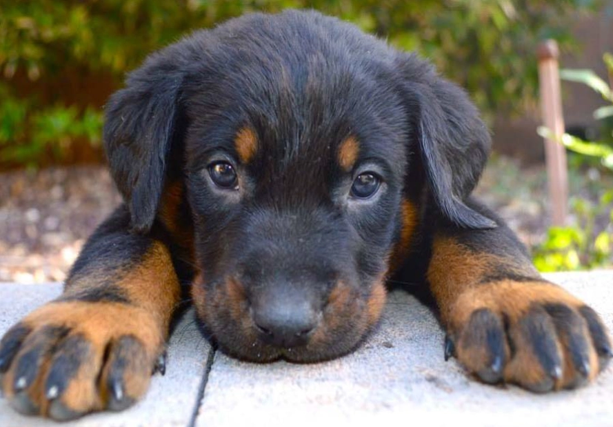 raising Beauceron puppy raising Beauceron puppy