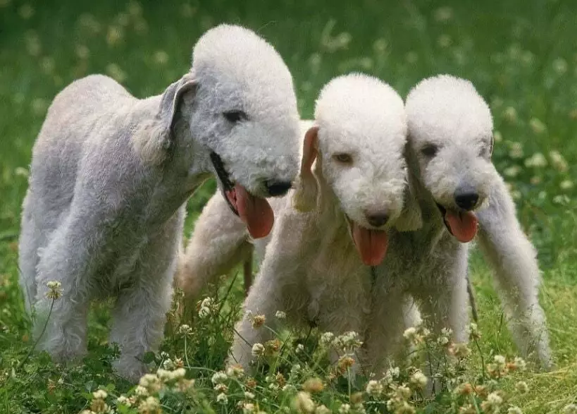 Bedlington Terrier shedding Bedlington Terrier shedding