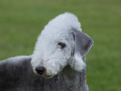 Bedlington Terrier colors